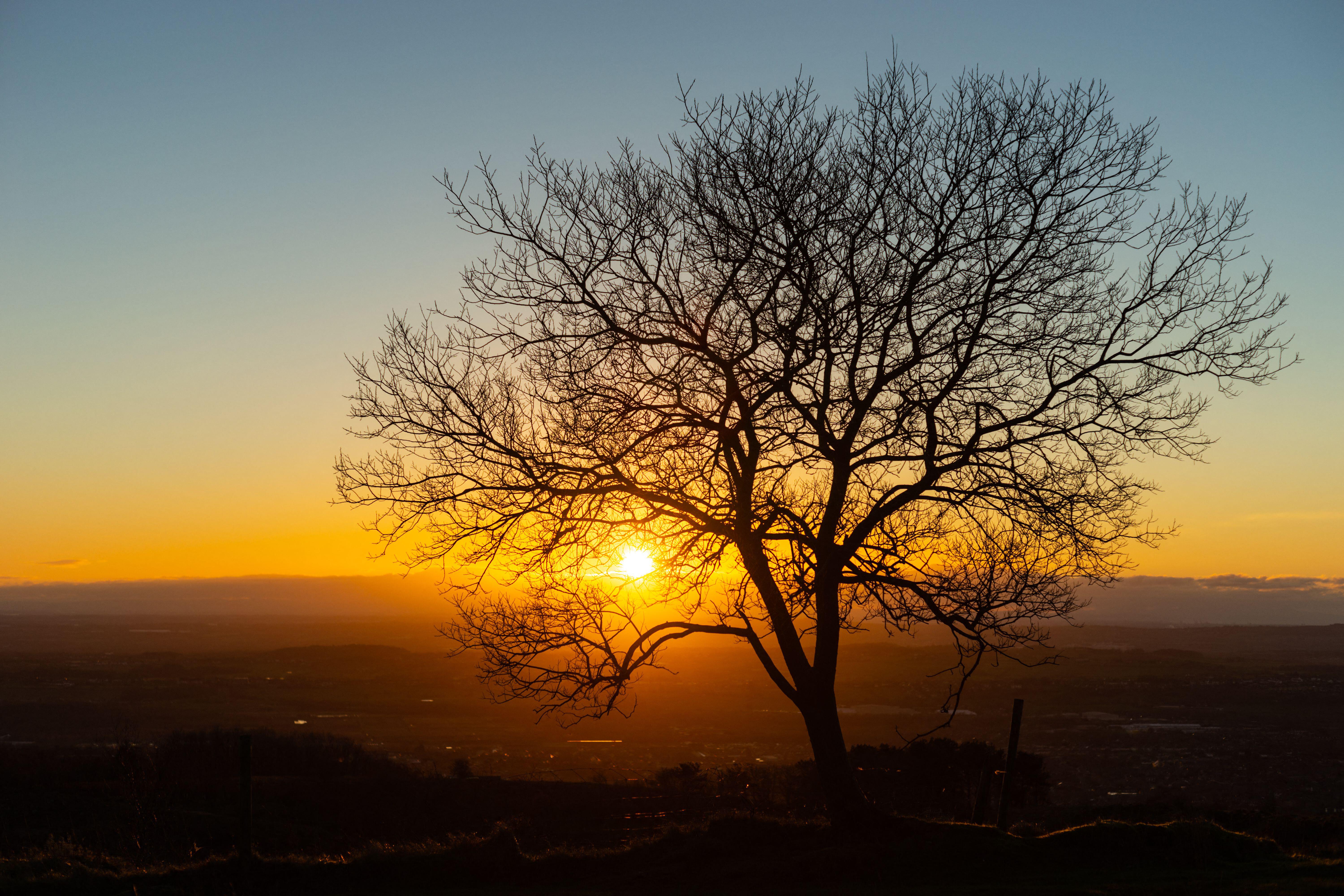 Sun setting through tree branches in winter on a clear day, England UK, UK sunset