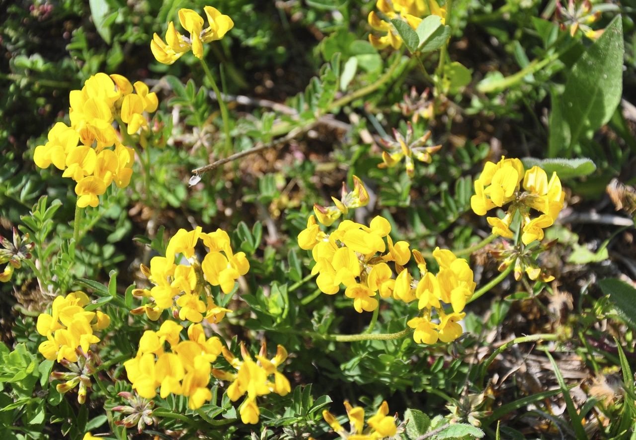 Yellow Birdsfoot Trefoil