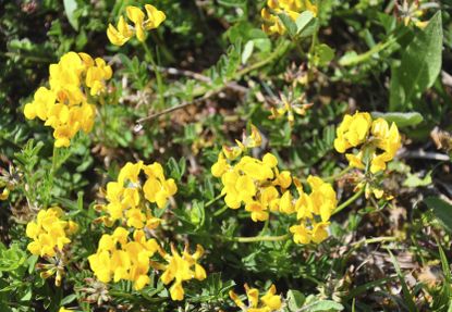 Yellow Birdsfoot Trefoil