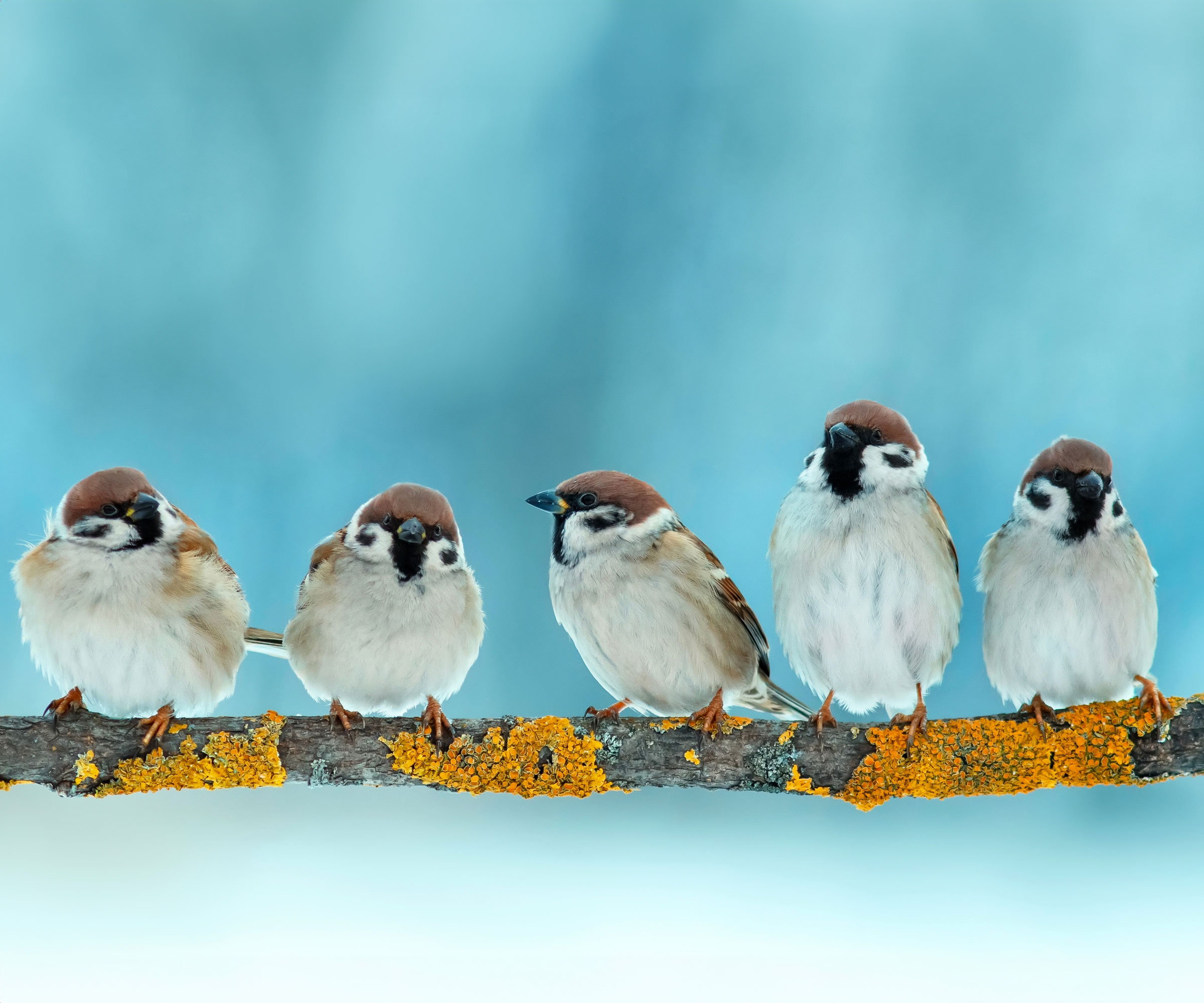 sparrows on tree branch in winter