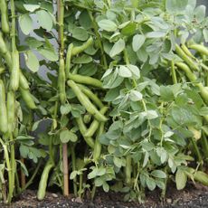 Broad bean plants growing in garden