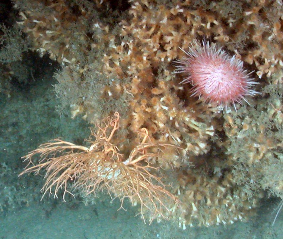 Shallow Animals OK With Deep-Sea Pressures | Live Science