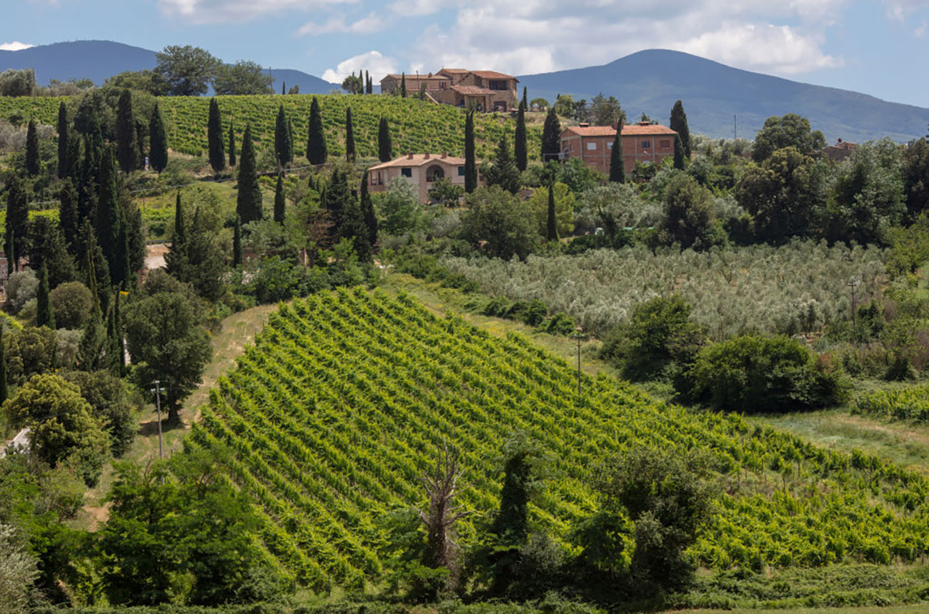 Brunello di Montalcino vineyards