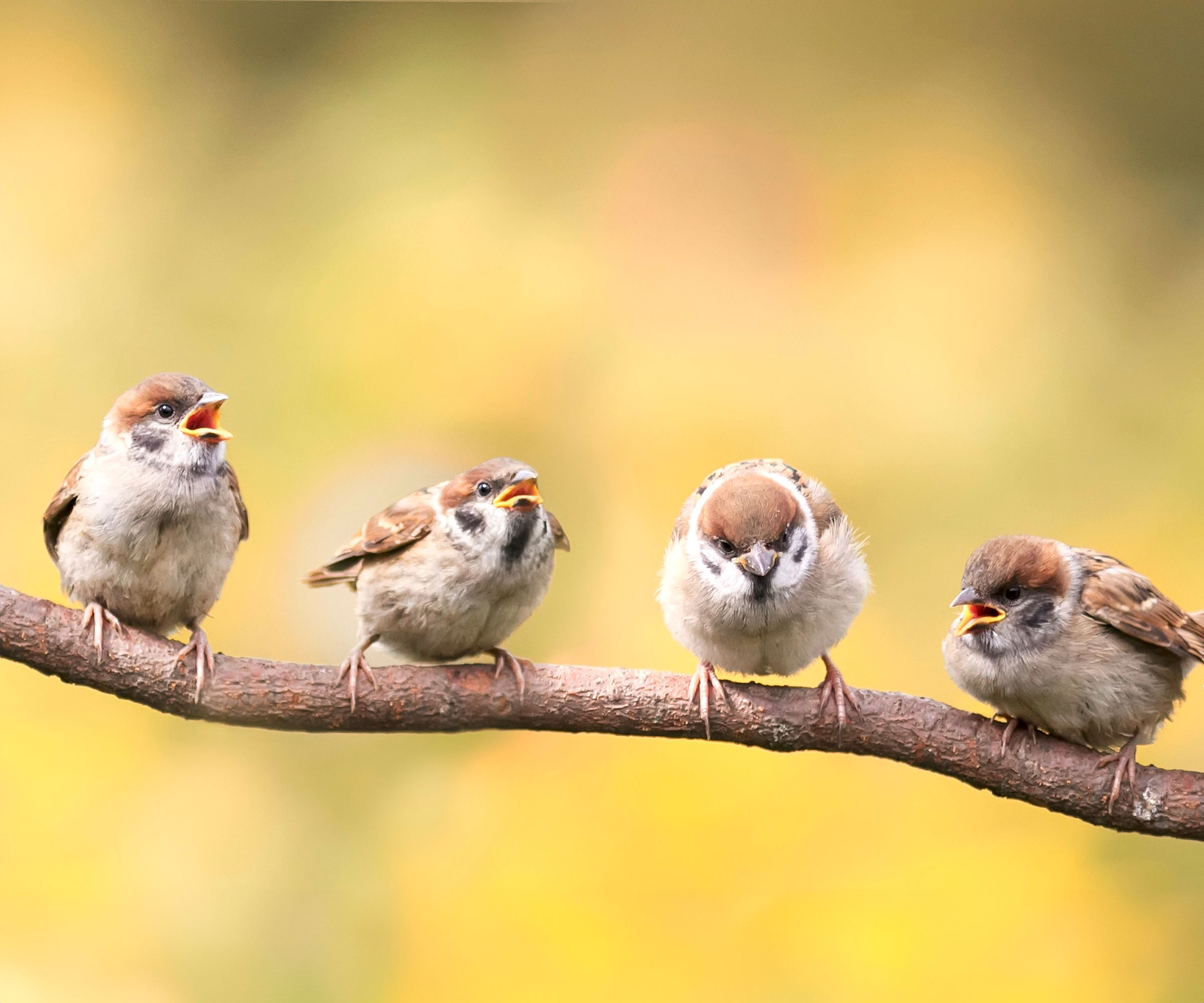 four grouchy sparrows on a waiting branch