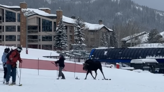 A moose startles skiers at Breckenridge ski resort