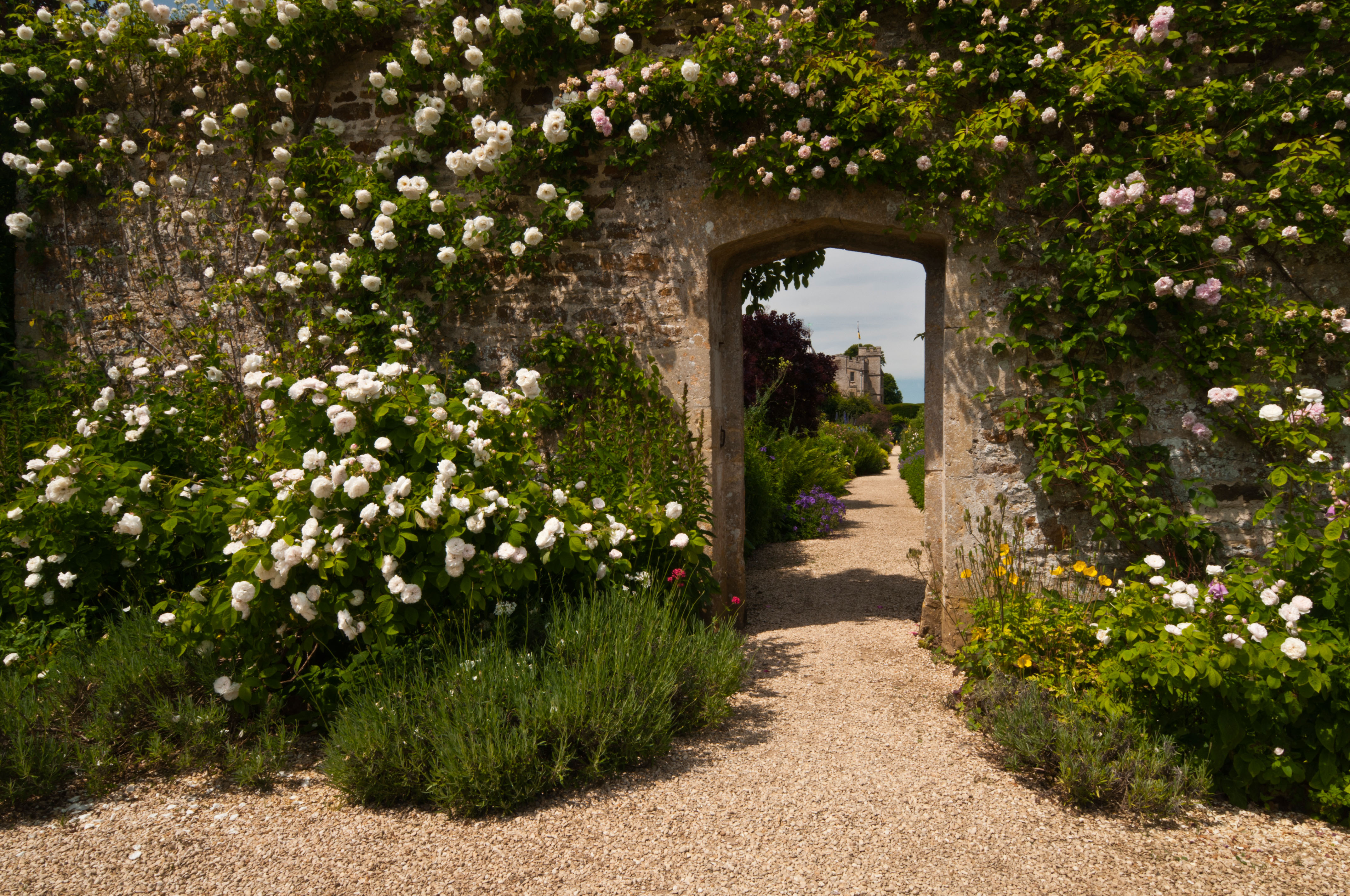 A rose climbing on the wall of a home in rural england