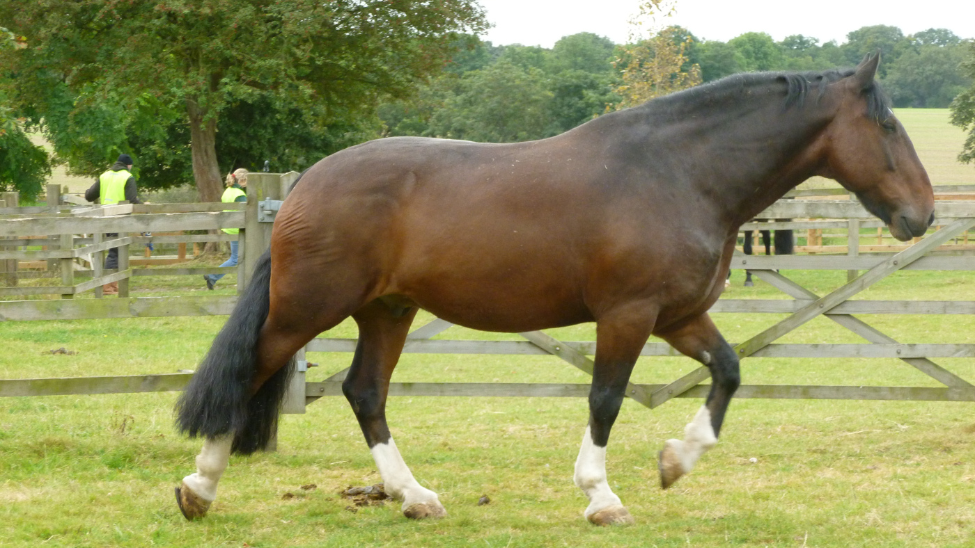Hadrian-Metpolice-21.09.2012-arriving16.jpg