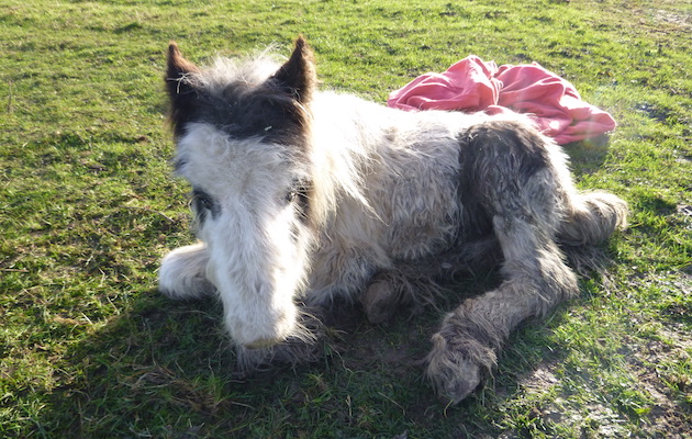 RSPCA-Noel.jpg