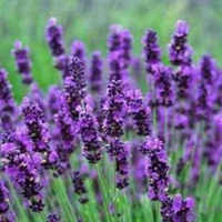 来自番红花的Lavandula angustifolia 'Hidcote