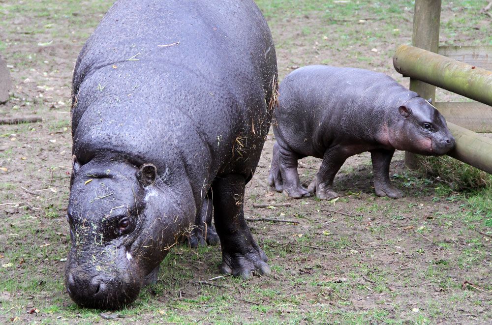 Pygmy hippo mom Ellen with her new calf, Eve