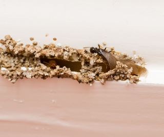 Flying termite