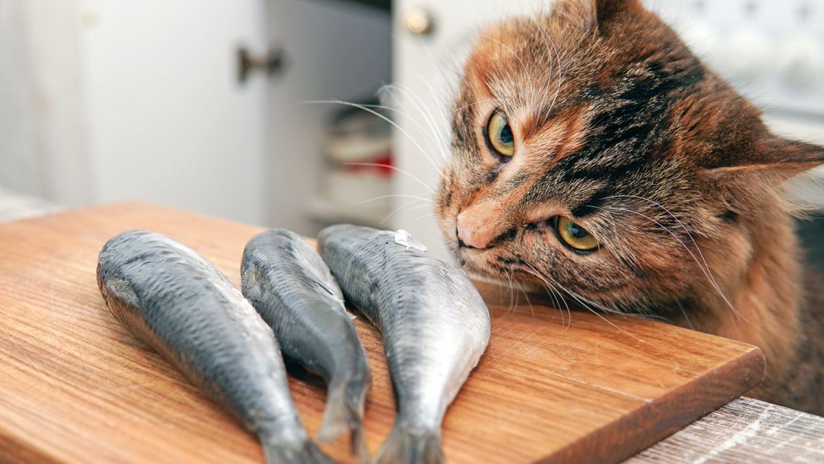 Cat sniffing three dead fish lying on a wooden chopping board