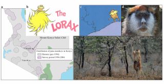 On his trip to Kenya, Theodor "Dr. Seuss" Geisel likely saw a patas monkey and whistling thorn acacia trees. Notice how the wispy tree (figure c) looks like a real-life whistling thorn acacia (figure e).