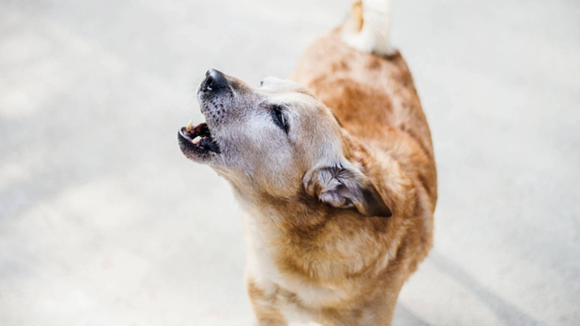 Vets Advise Against TikTok’s Bark At Your Dog Challenge | PetsRadar