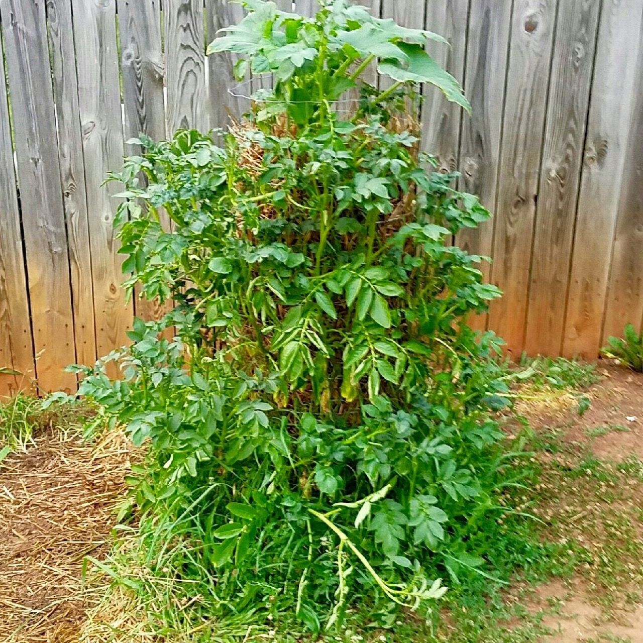 potato tower