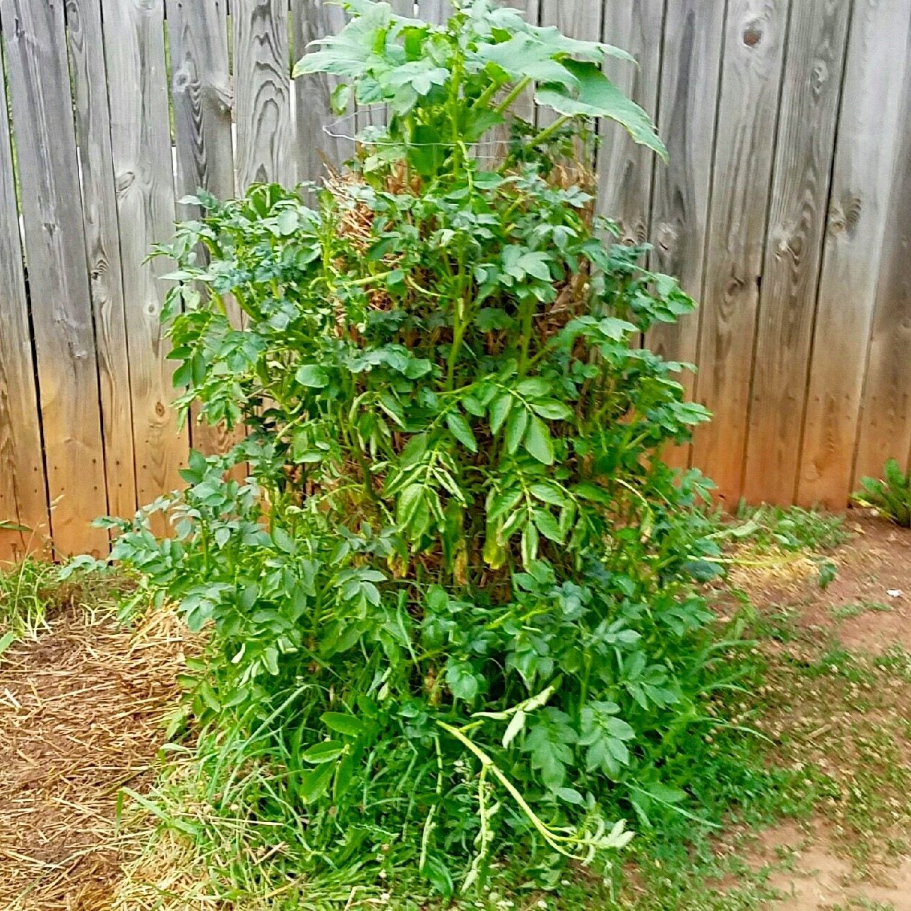 DIY Potato Tower For The Garden: Creating Homemade Potato Towers ...