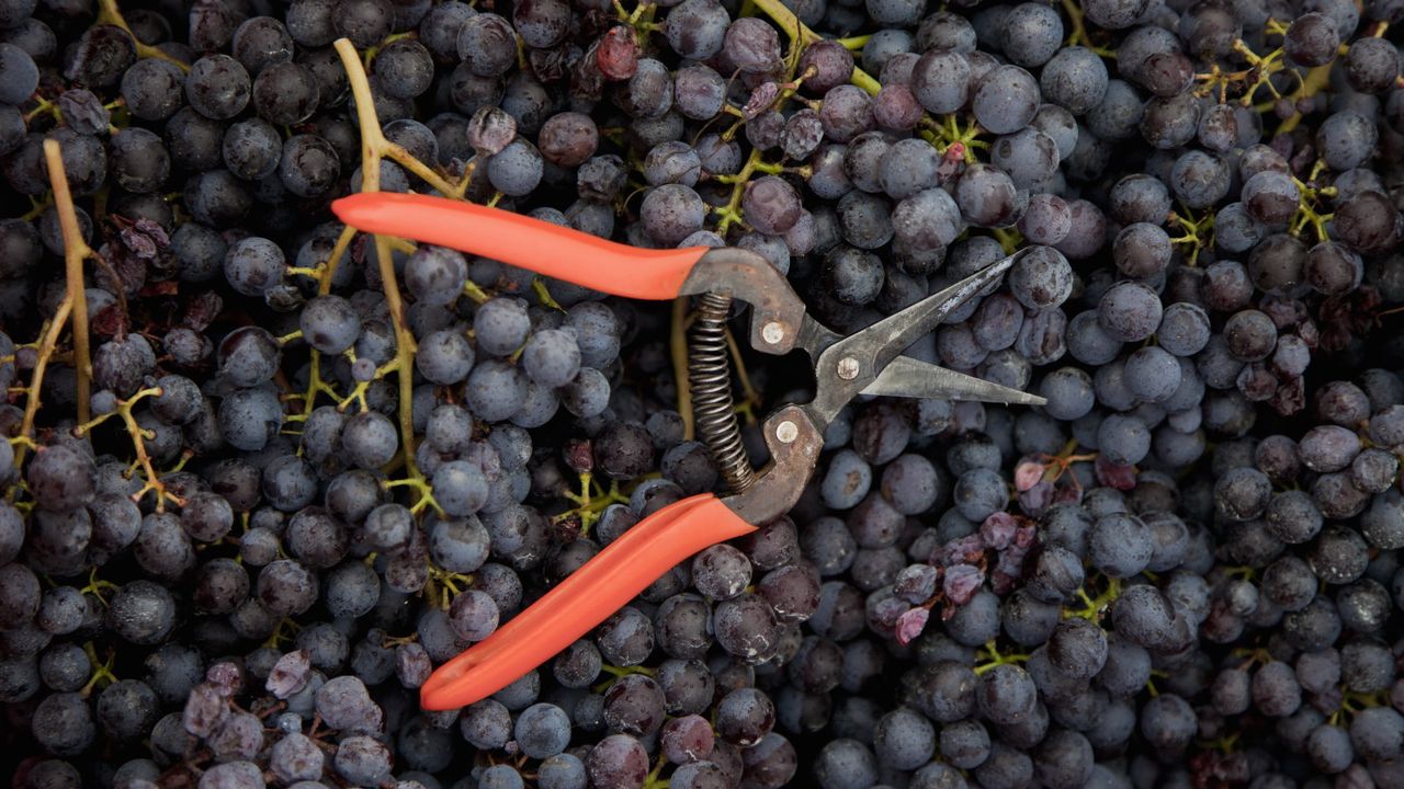 A harvest of grapes with pruning shears