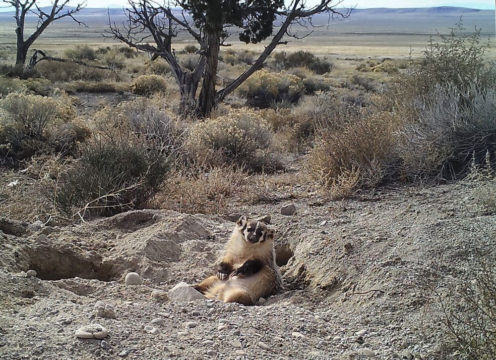 A badger rests on top of the grave of a cow that it buried. The badger was caught on camera interring the cow carcass over the course of five days. 