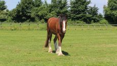 Lolly-HorseWorld.jpeg