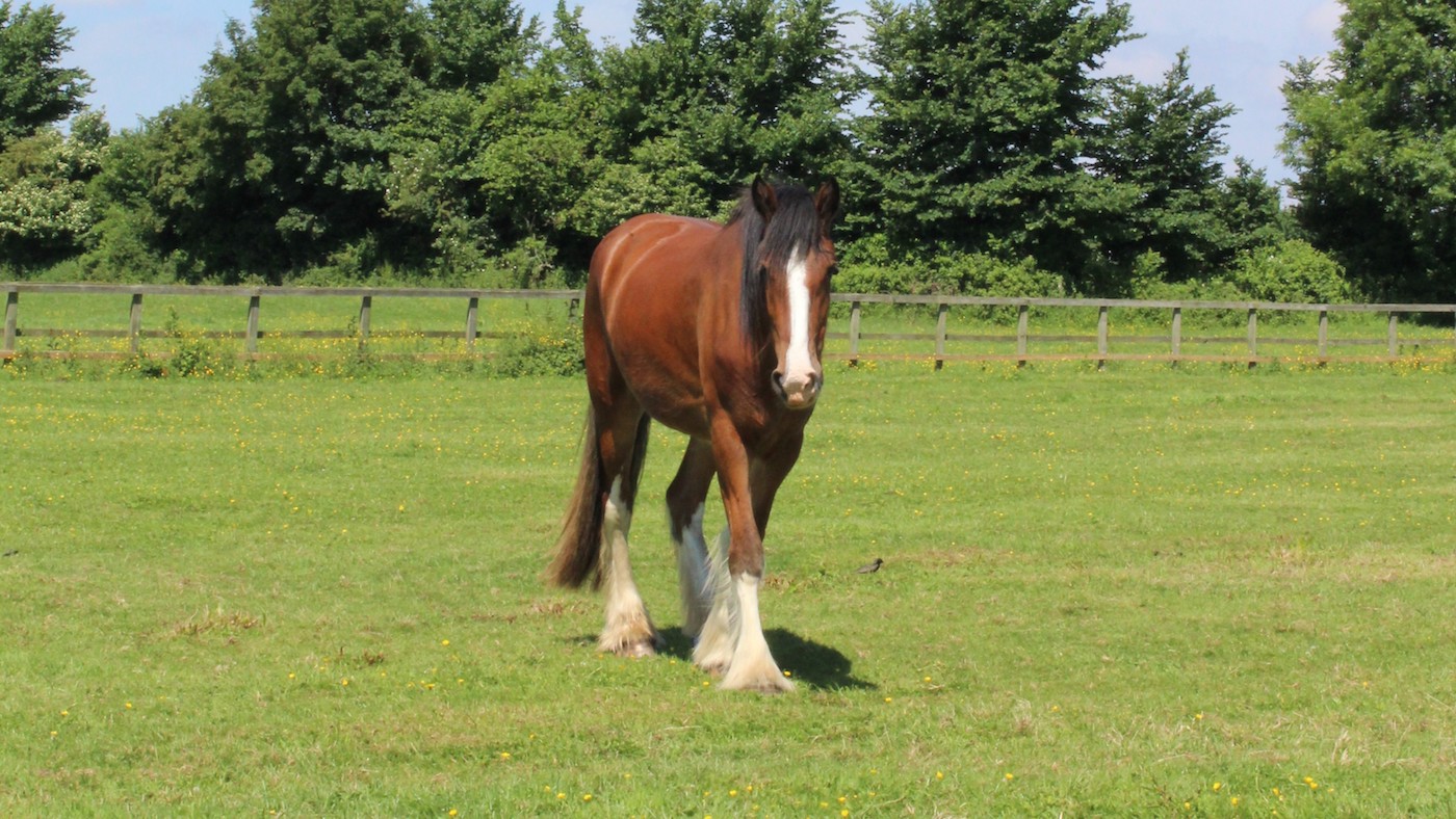Lolly-HorseWorld.jpeg