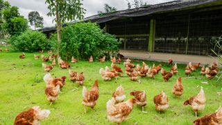 An increase in chicken farming over the last century means more of the domesticated birds come into contact with wild junglefowl subspecies.