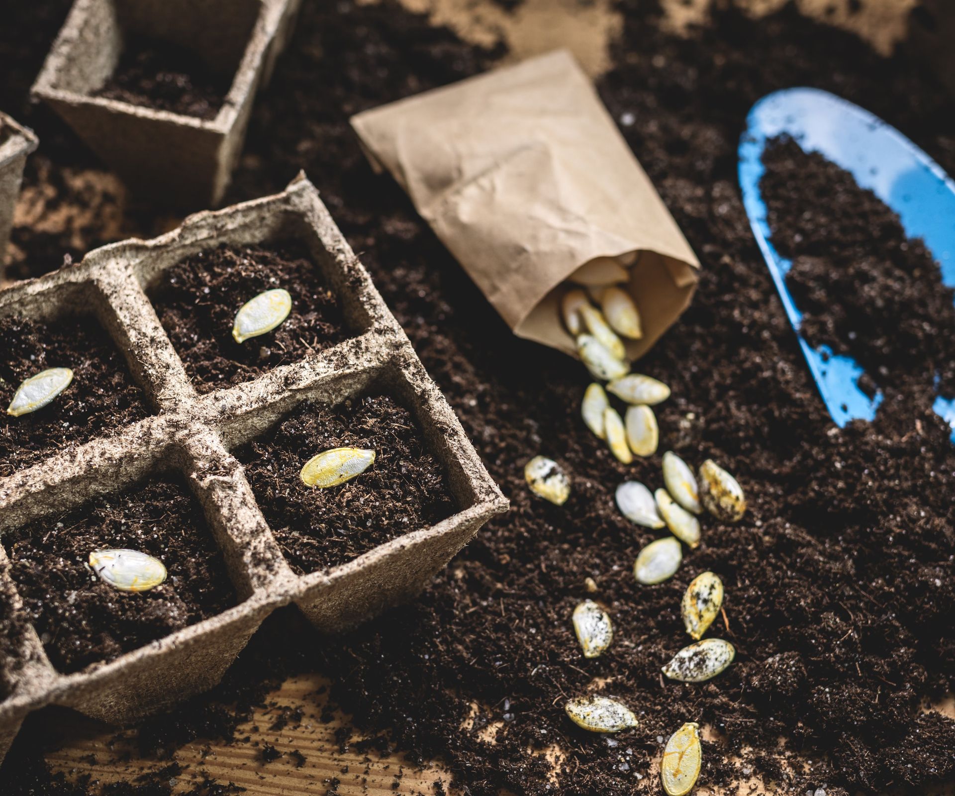 Sowing pumpkin seeds