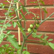 Green tomatoes growing on tomato plant against brick wall in garden