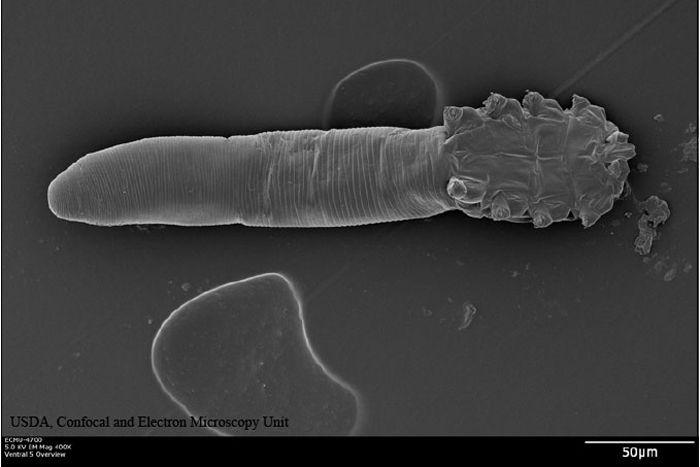 Demodex folliculorum, arachnids, human face