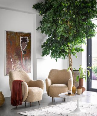 A living room with oversized indoor houseplant and boucle sofa furniture
