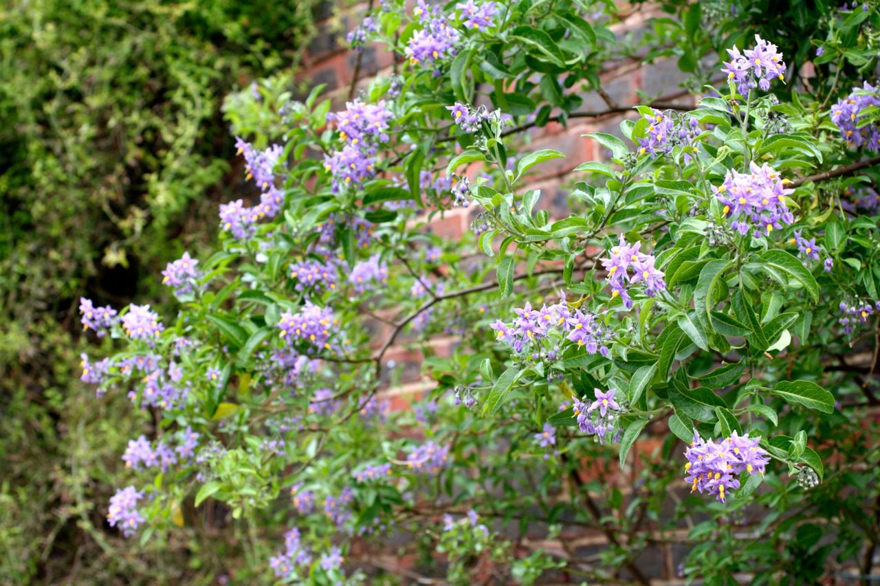 Best Evergreen Climbers:10 Evergreen Climbing Plants | Homes & Gardens