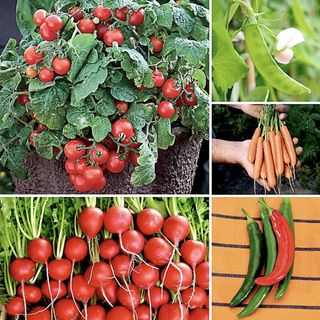 Container vegetables collection