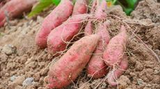 Harvesting red sweet potatoes from the soil