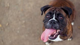 Boxer dog with its tongue sticking out