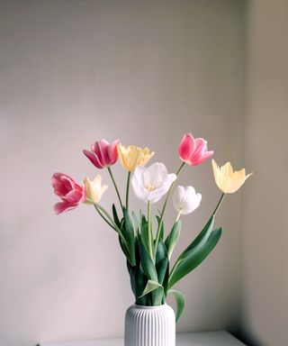 Bouquet of pink, yellow and white tulips in a white vase