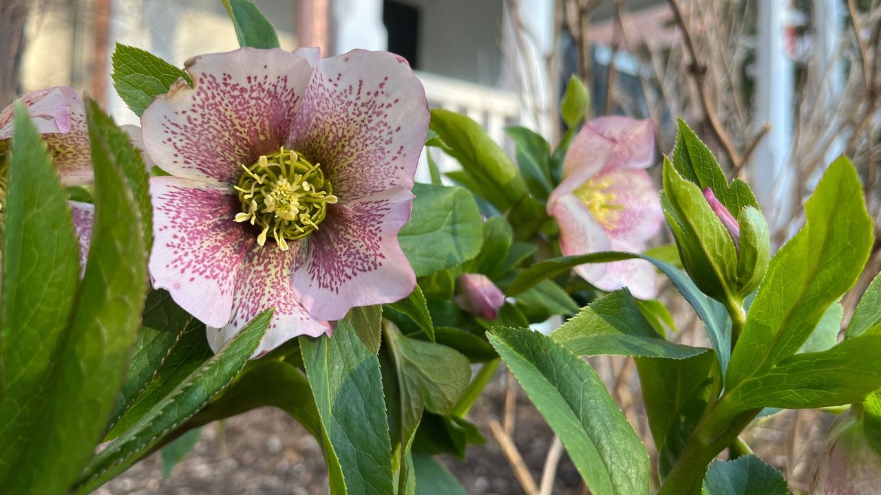 Hellebores in bloom