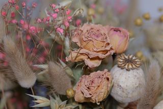 Close up of dried flowers