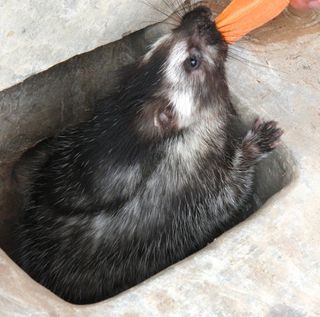 African Crested Rat