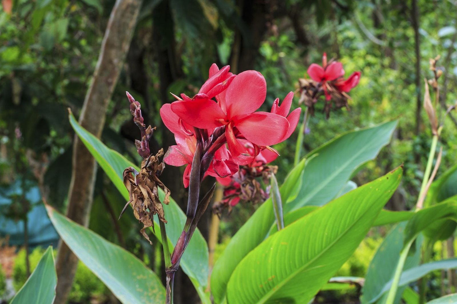 How To Deadhead A Canna Lily Should Canna Lilies Be Deadheaded