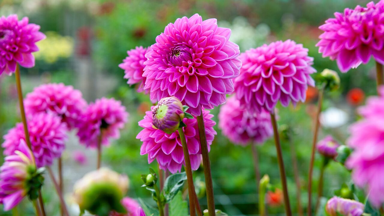 pink dahlias in flower bed