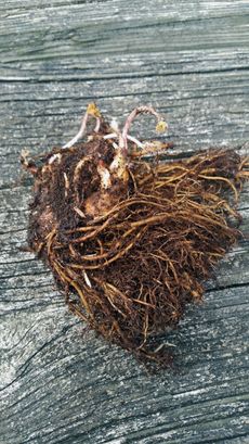 Astilbe Bare Roots