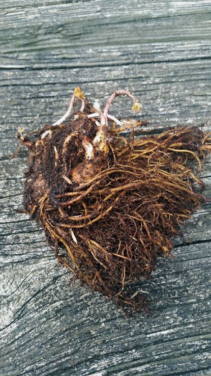 Astilbe Bare Roots