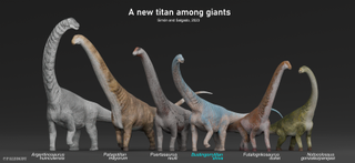 the biggest titanosaurs in a line up on a black background