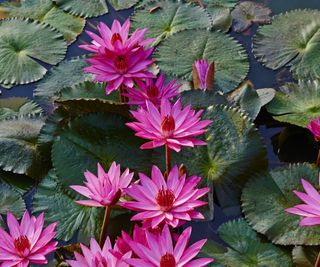 Pink water lilies