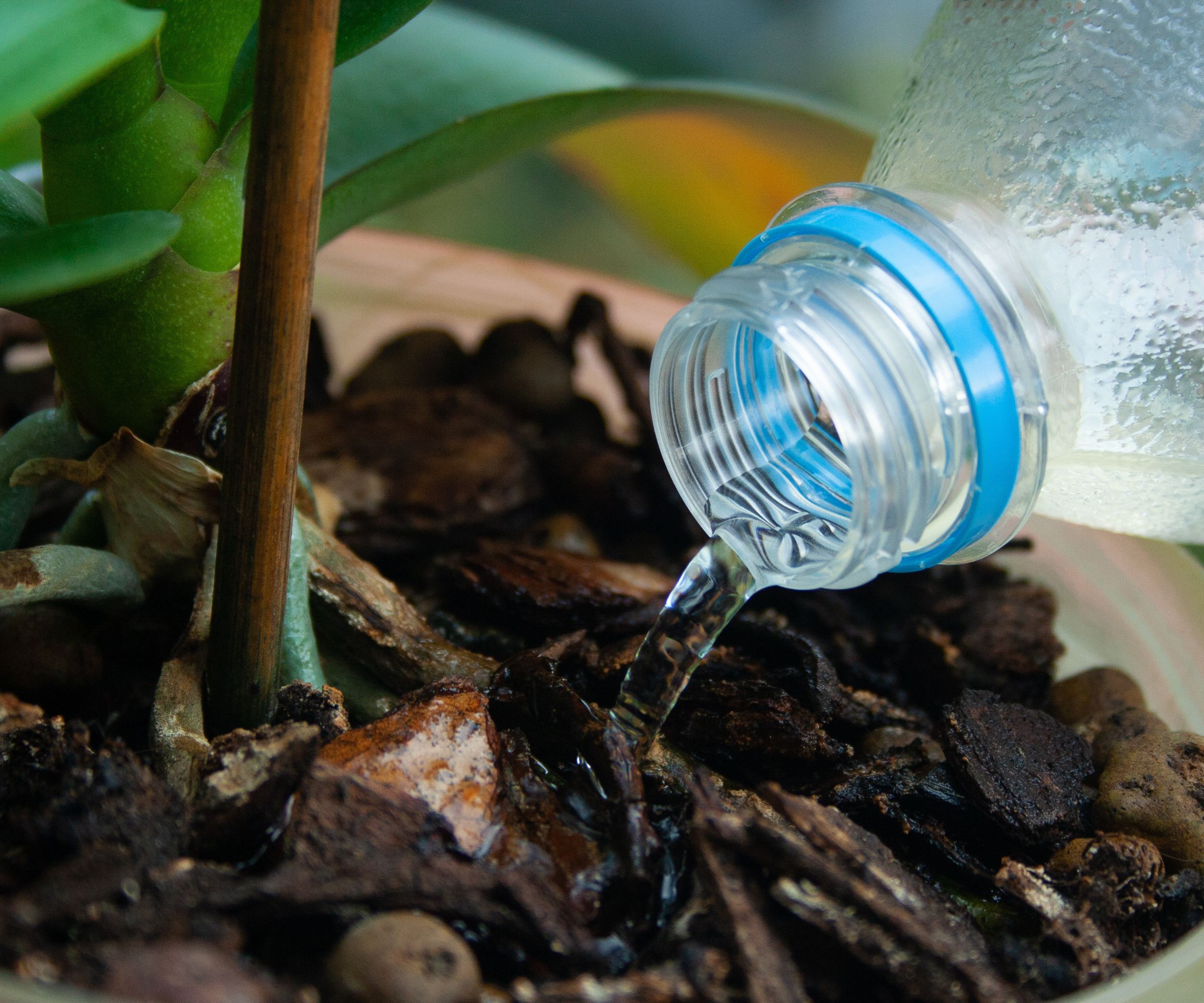 How often should I water my orchid? Garden experts explain Homes