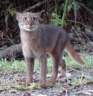 bay cat in Borneo