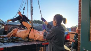 An animal response team unloads the carcass of a great white shark from the back of a truck.