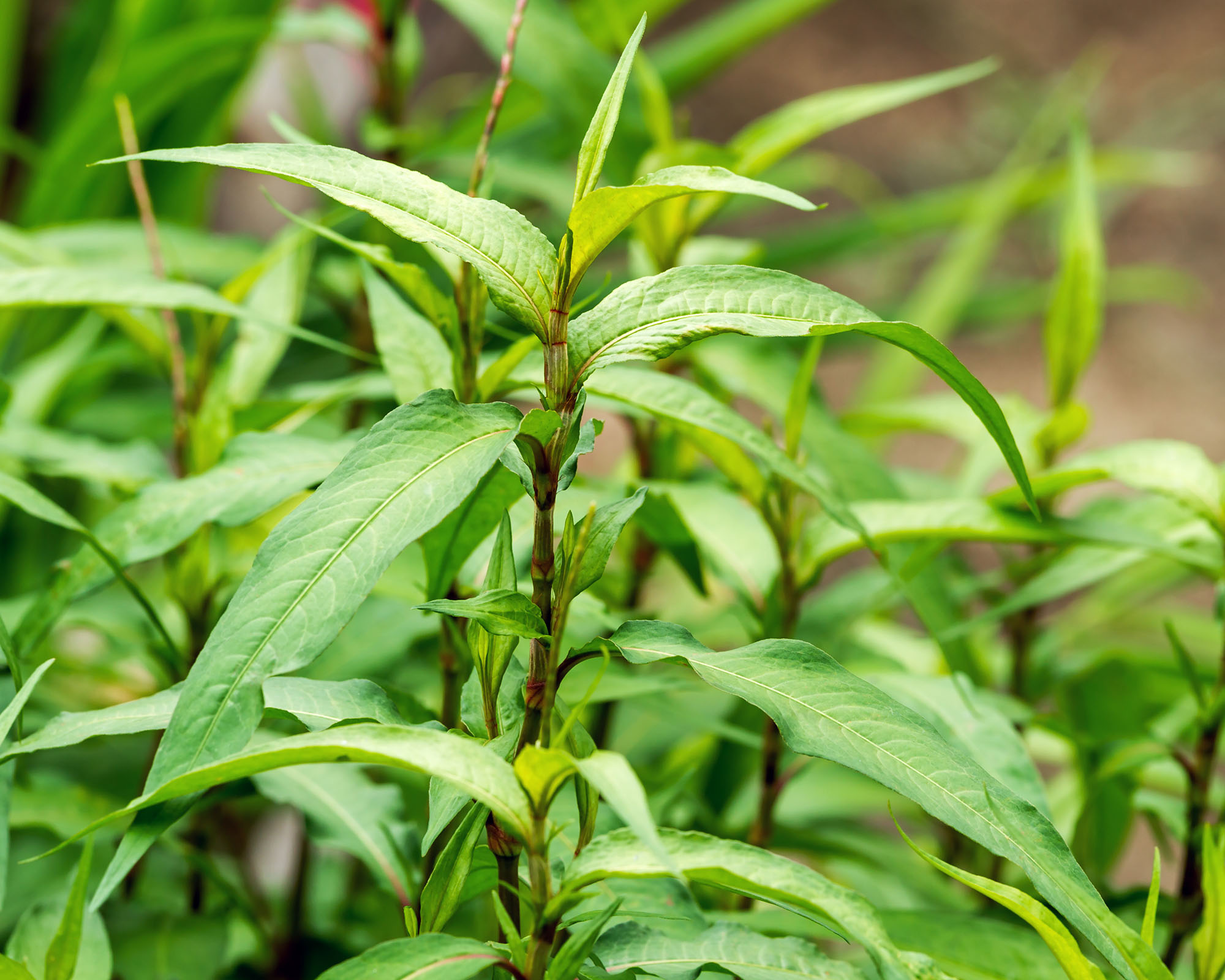 Fresh Vietnamese cilantro plant growth in the vegetable garden