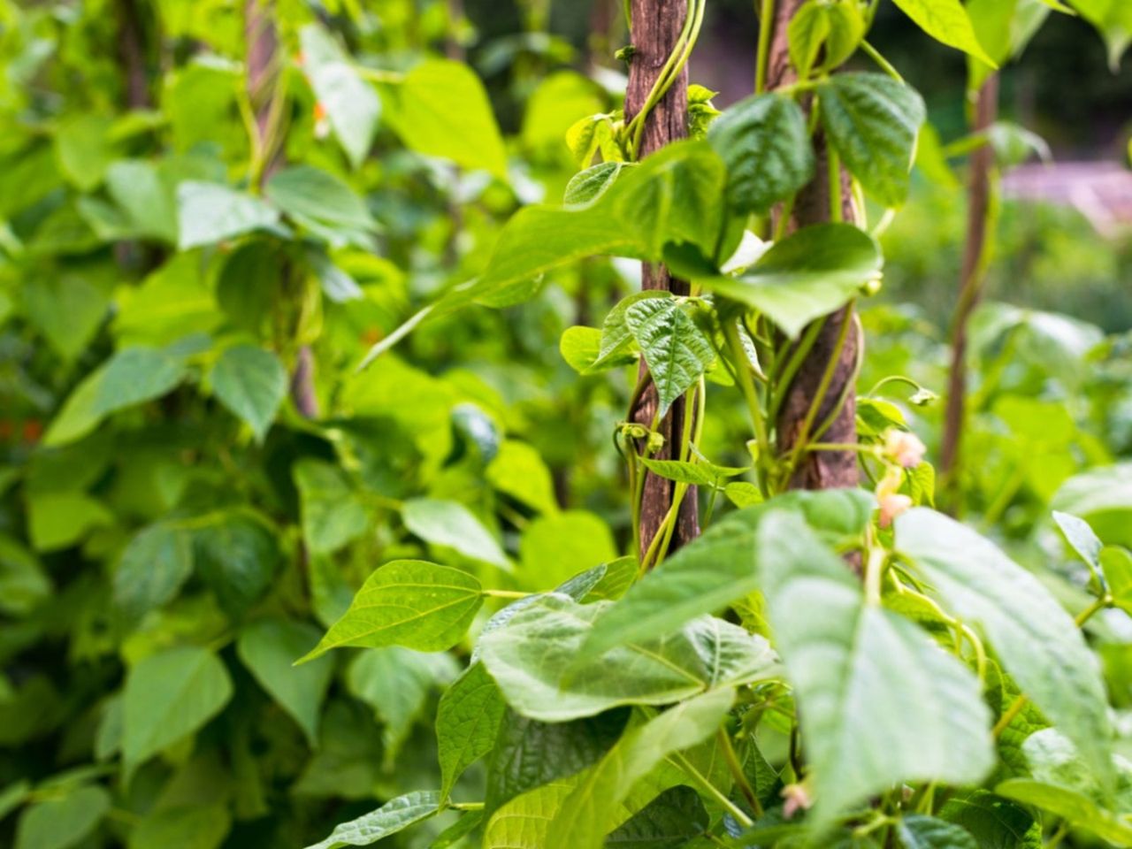 Pole Beans