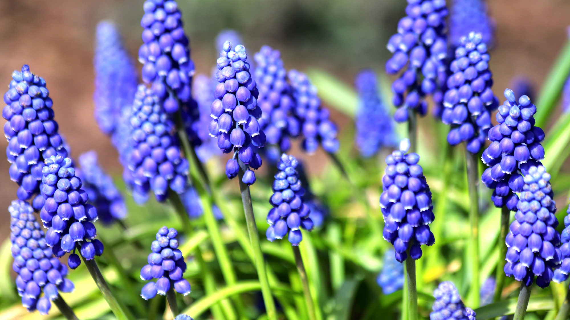grape hyacinths growing in garden lawn