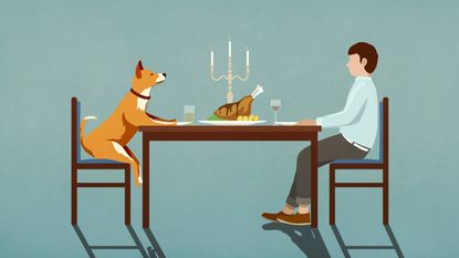 Pets Meal Deal home dining